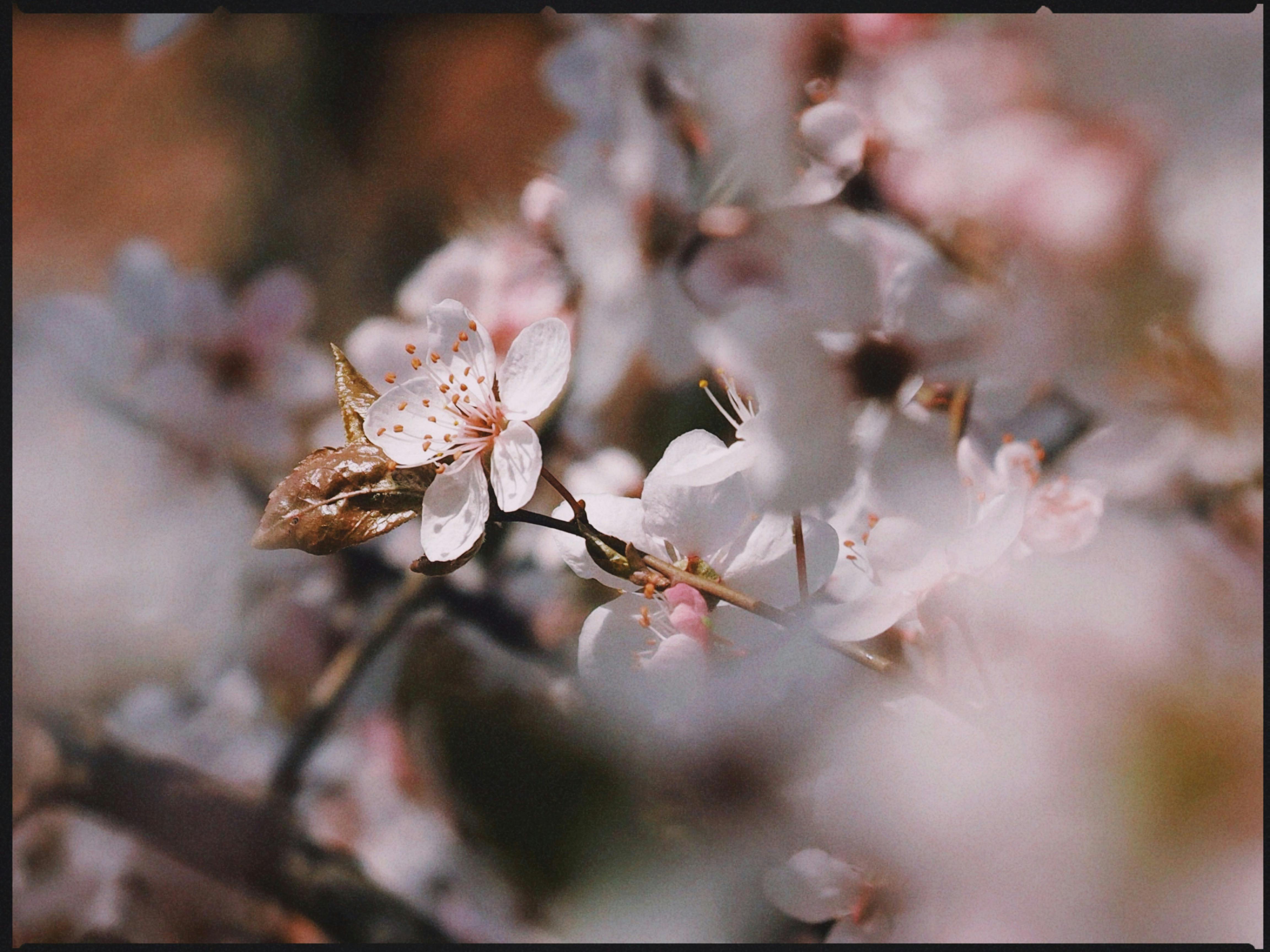 flower サンプル画像
